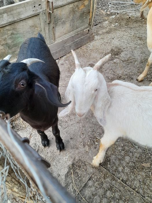 De vanzare 700 lei bucata