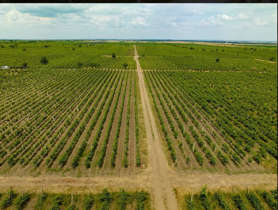 Plantatie vita de vie