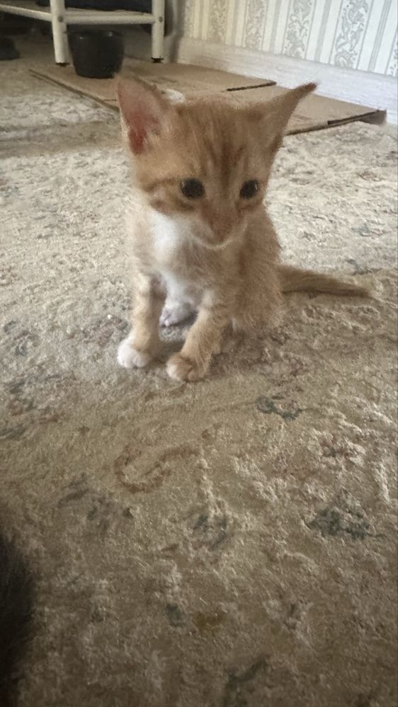 Кошка, Котята мысықтар