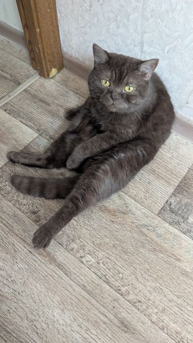 Отдам кота бесплатно