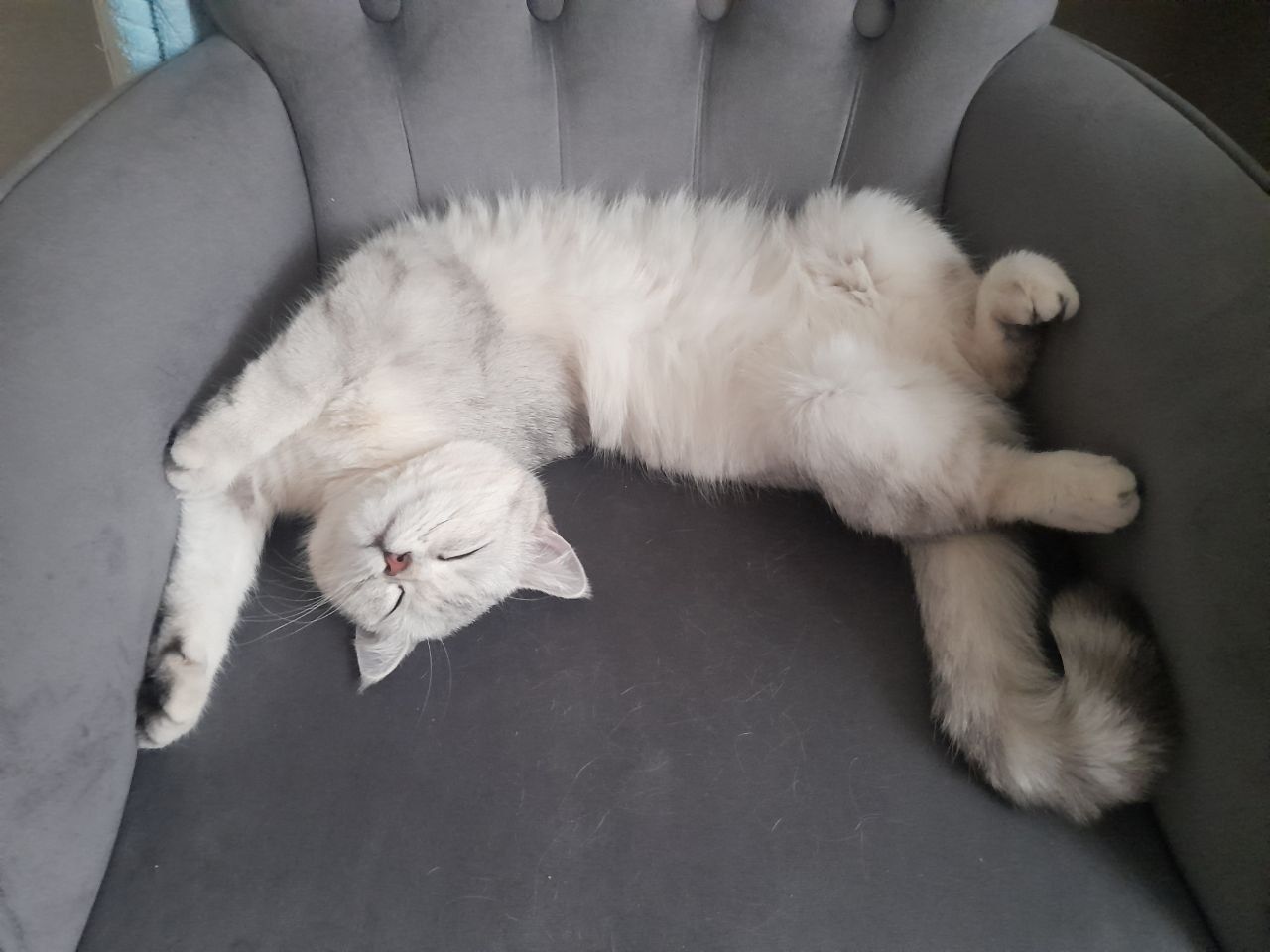 Кошка скоттиш страйт