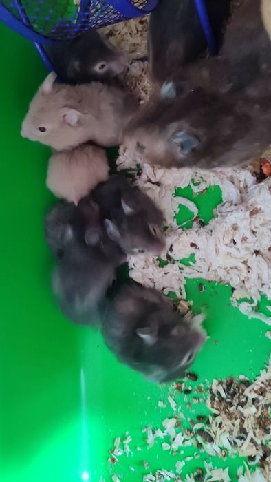 Хоячки сирийские