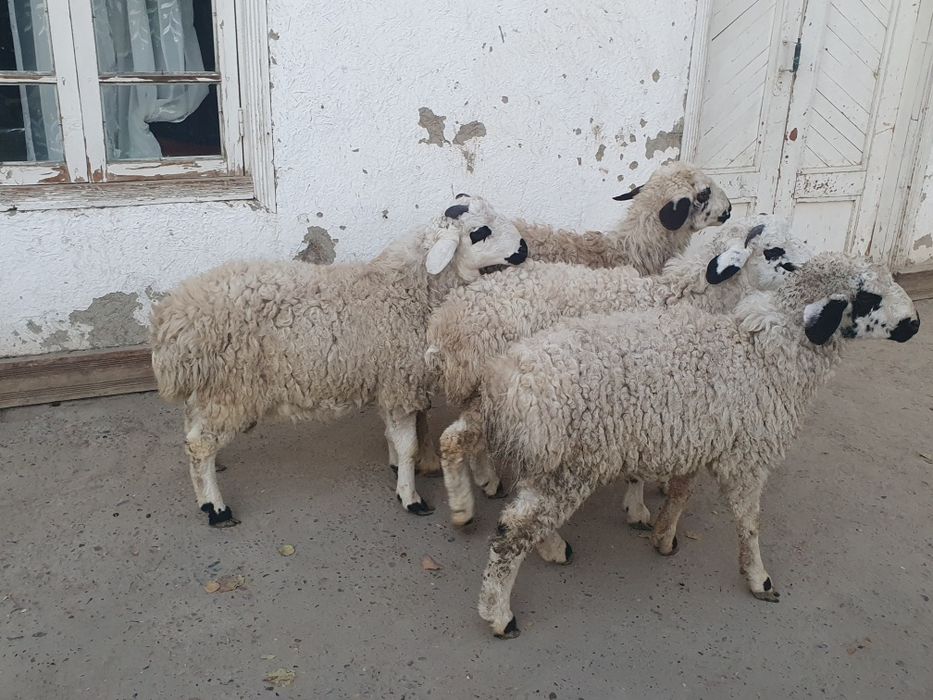 4та эгизак кучкор баррала сотилади Шофирконда