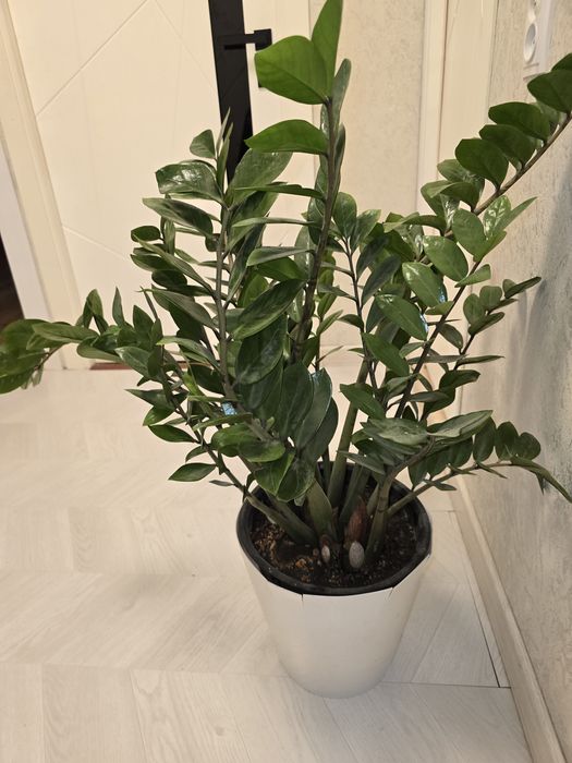 Цветы для дома и офиса