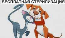 Акция- бесплатная стерилизация домашних животных