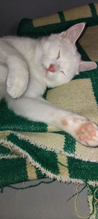 Потерялась кошка чисто белая