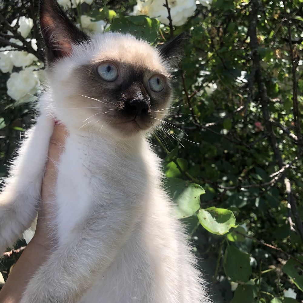 Motanel ragdoll!