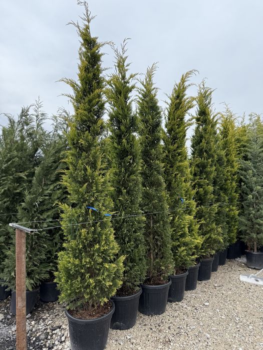 Vand leylandi gold calitate extra