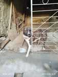 1yosh kuchuk aniq