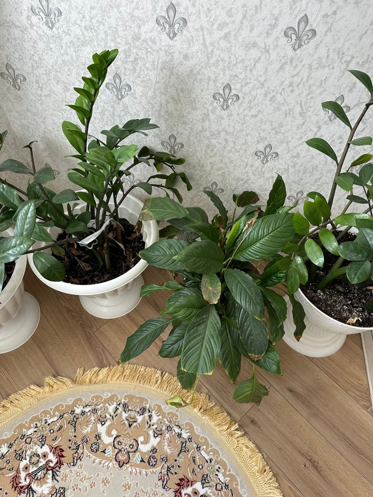 Домашний растения