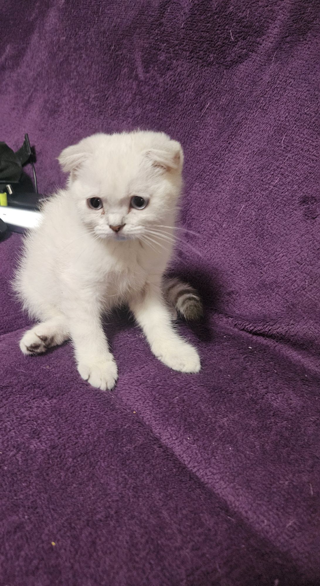 Scottish fold color point ochii albastri