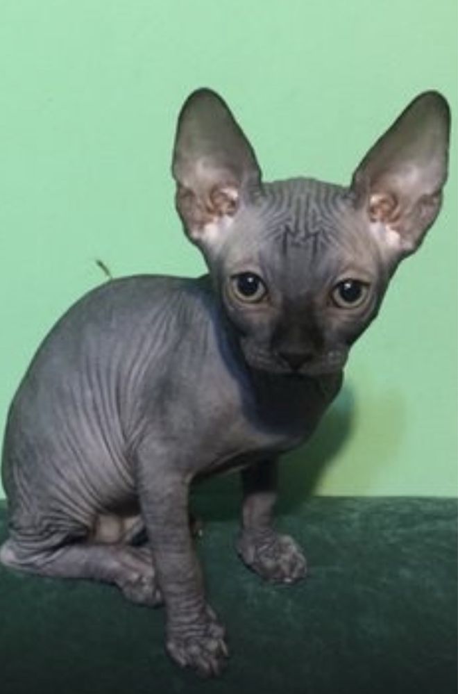 Oferta speciala pisoi sphynx