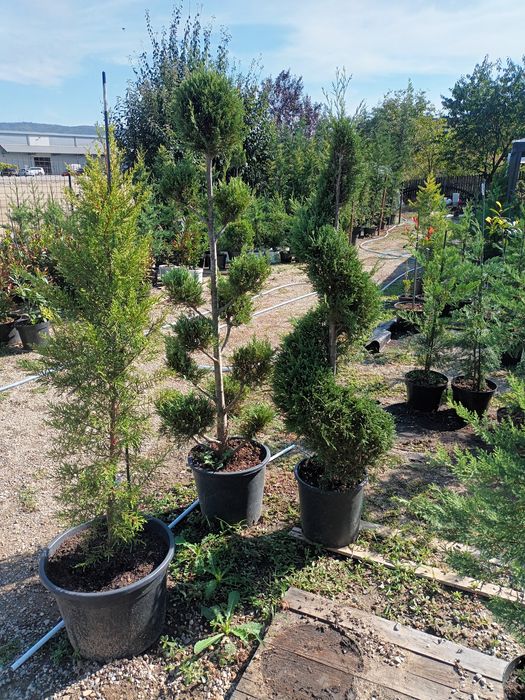 Plante ornamentale/ gard viu vesnic verde/ leylandii/ photinia/ prunus