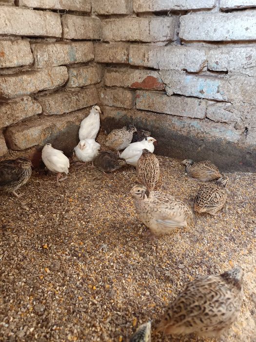 Prepelițe de 4 -5 săptămâni