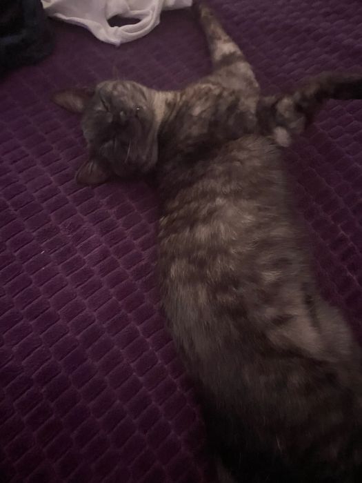 Donez 3 motanei cu varsta de 2 luni