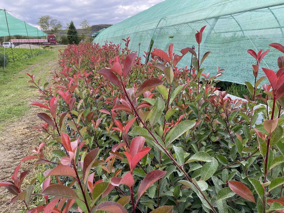 Gard  verde / Prunus Laurocerasus / Photinia Red Robin / Leylandii