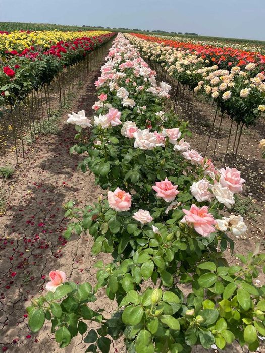 Plante ornamentale, trandafiri și pomi fructiferi – Prețuri accesibile