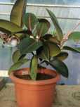 Ficusul de cauciuc FICUS ELASTICA