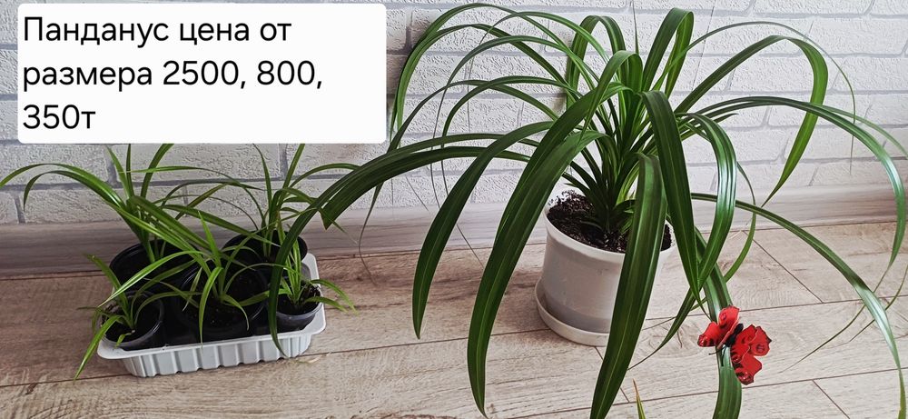 Разные виды комнатных цветов