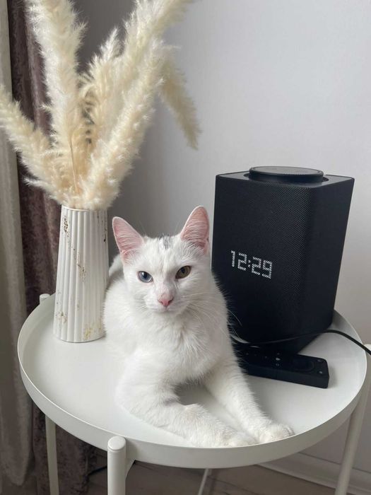 Кошка Мия ищет дом