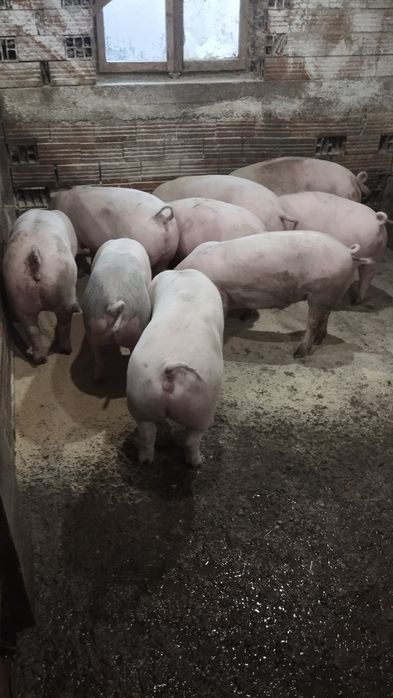 Продавам прасета