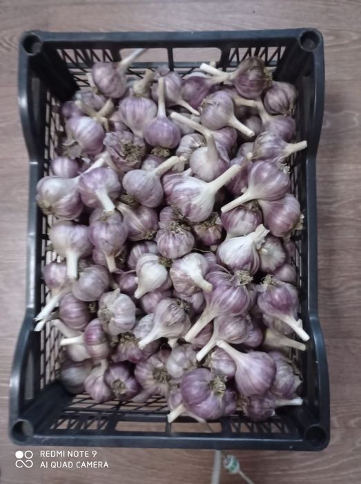 Чеснок местный излишки