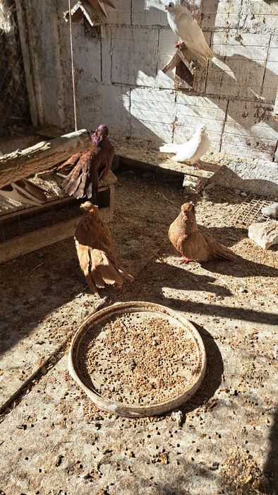 Продавам гълъби.