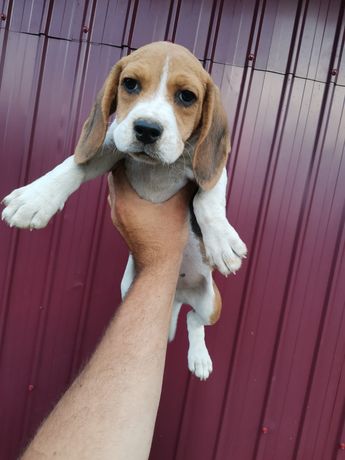 Beagle cu acte de pedigree