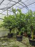 Vand lămâi, maslini, bonsai