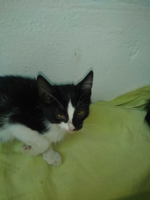 Милые котята,2 месяца