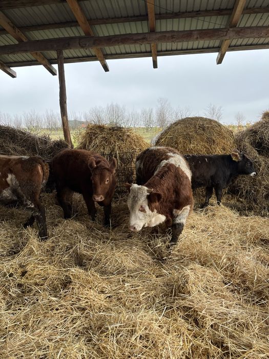 Vand un lot de vitei