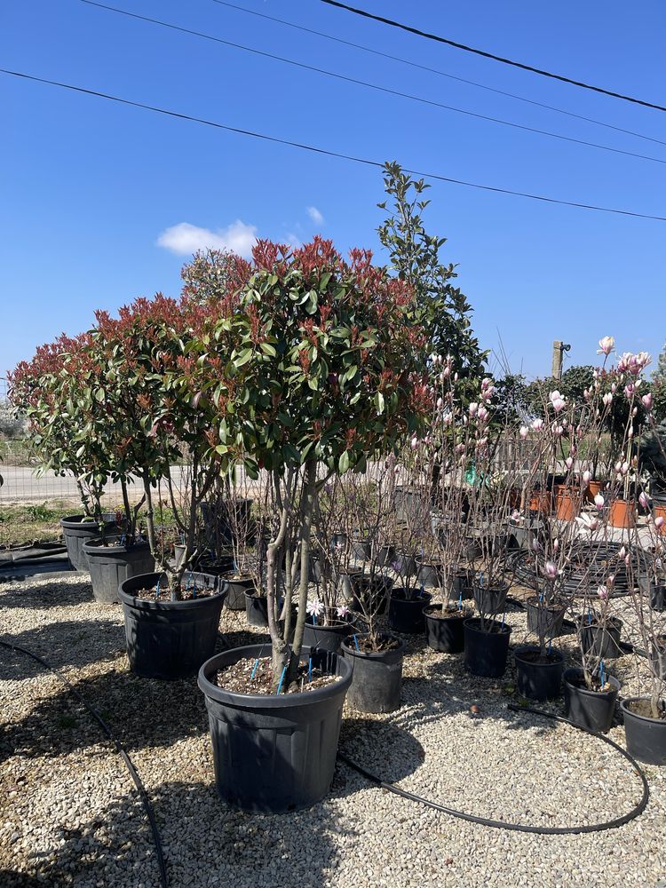 Photinia magnolii leylandi