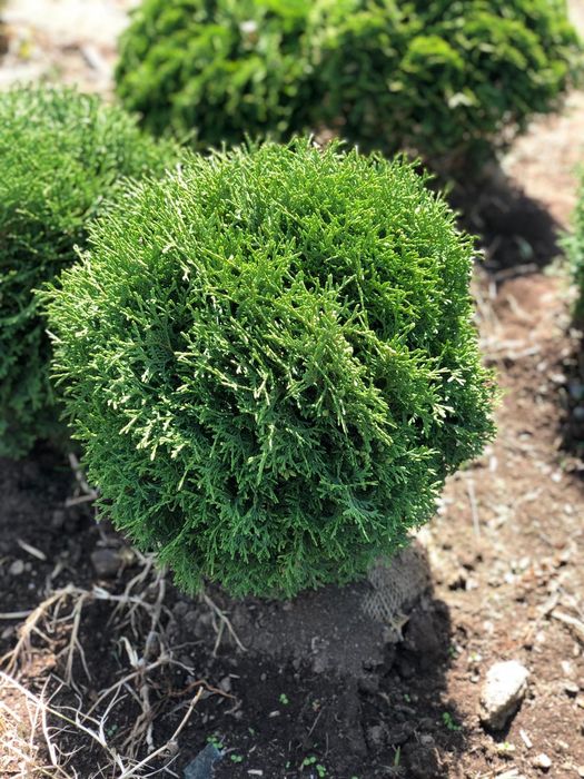 Vand tuia,  brazi, plante ornamentale, tuia glob,  ienupar tarator etc