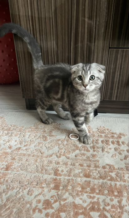 Скоттиш фолд мальчик / Skottish fold