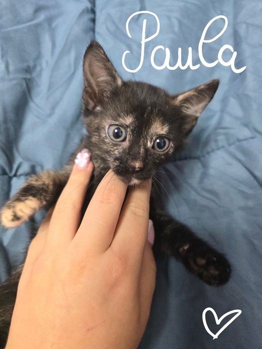 Pui de pisica pentru adoptie