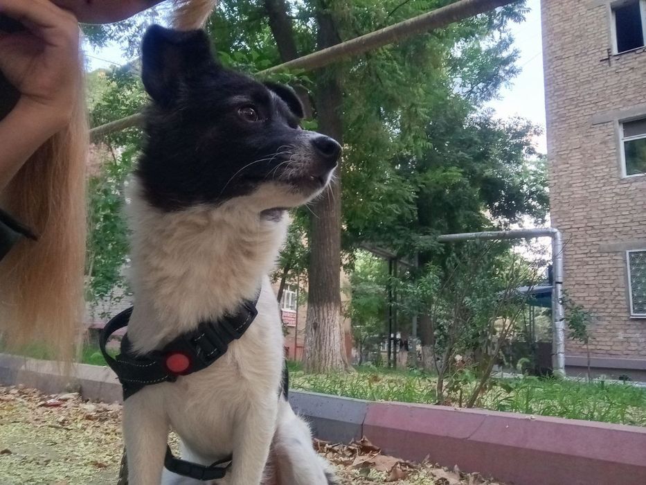 Отдам собаку в хорошие руки