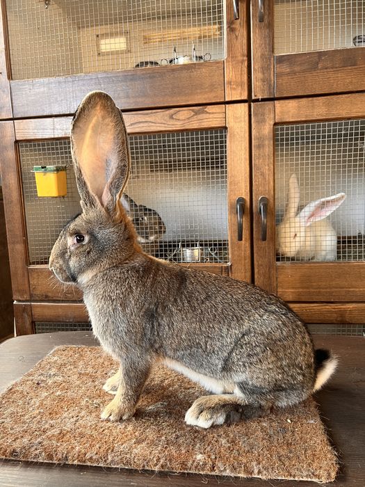 Mascul si Femela Urias German Gri