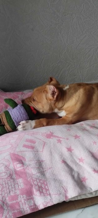 питбультерьер почти 4 мецяца