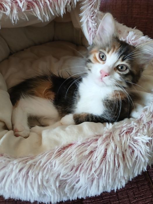 Ангорски котета - мъжко и женско, на 2,5 месеца