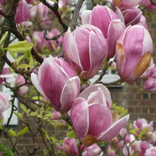 Magnolia Soulangena, Genie, Grandiflora (roz, alba, mov, galbena) vand