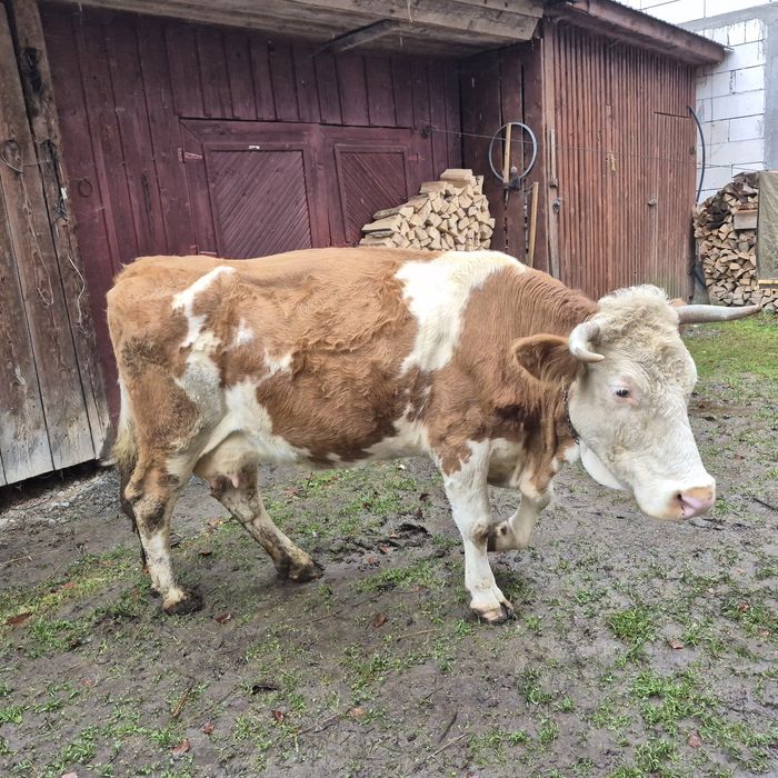 Vând vaca Bălțată Romaneasca