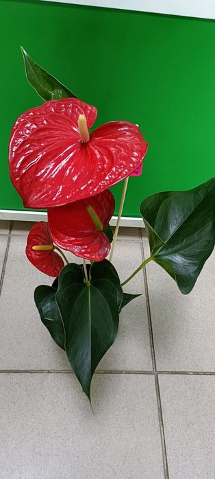 Антуриум крупный:5500 тенге