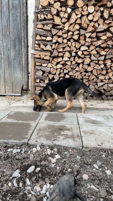 Pui Ciobănesc German