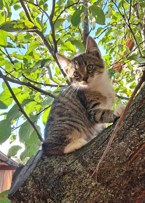 Подарявам котета, гр. Елин Пелин