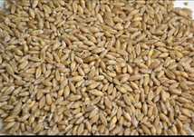 Triticale de vânzare