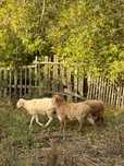 Продаю овц и баранов