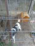 Fox terrier de vinzare