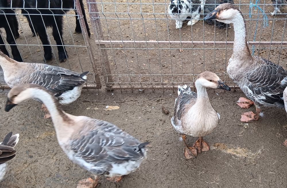 Vând gaste din primavara