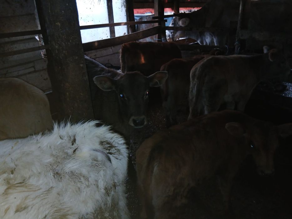 Vand 10 vitei de rasa