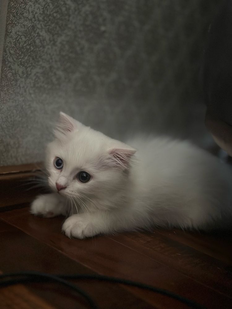 Mushikcha jinsi ayol